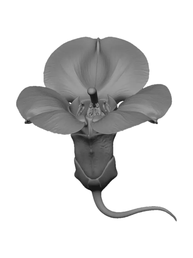 3D model for Pink Orchid Blossom