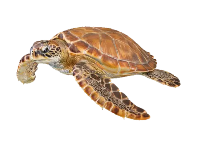 3D model for Sea Glide