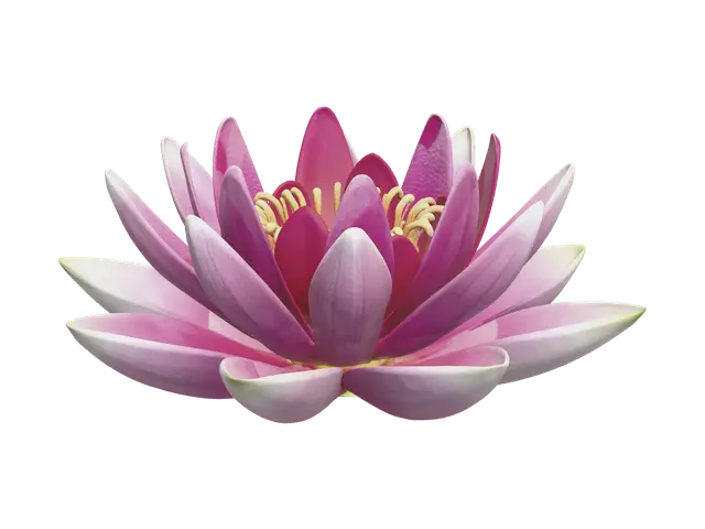3D model for Waterlily