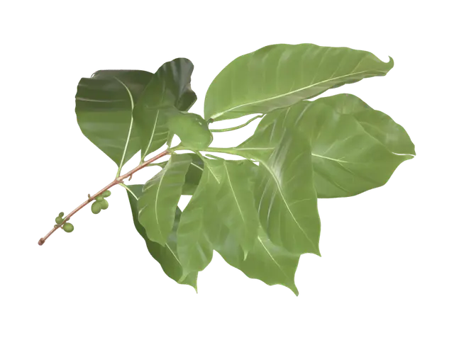 3D model for Branch with Green Leaves and Berries