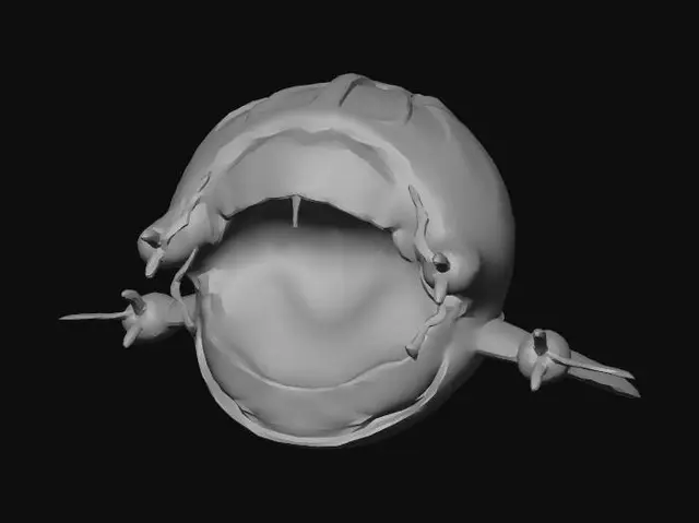 3D model for Maw Orb