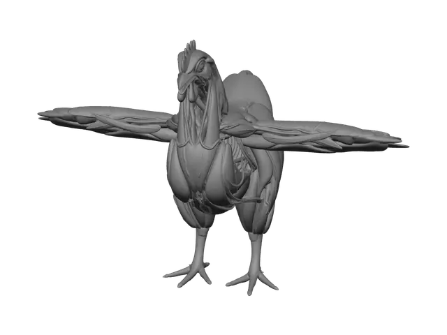 3D model for Realistic Chicken Anatomy