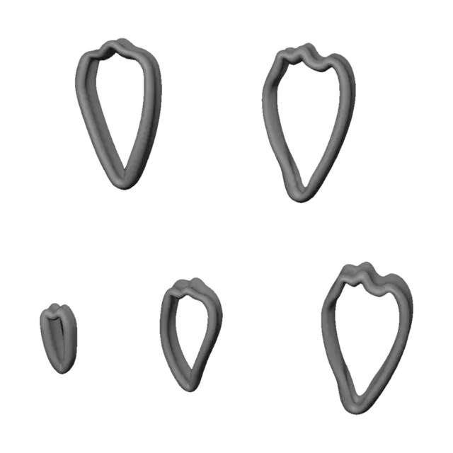 3D model for Tooth Dimensions Diagram