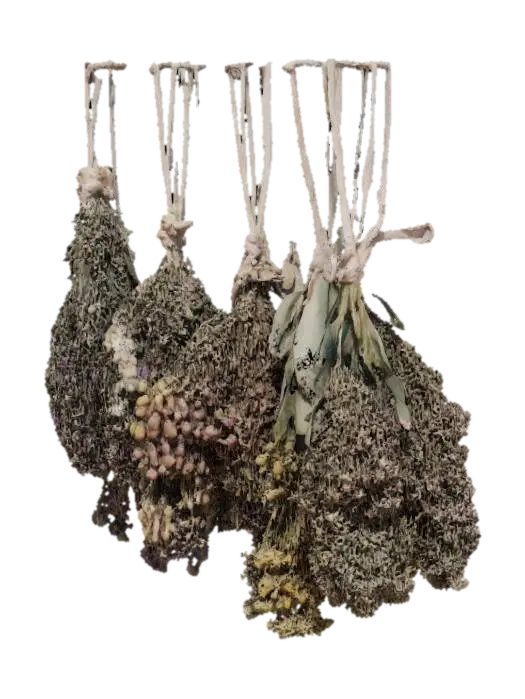 Herbal Harmony 3D model, vytvořený pomocí AI
