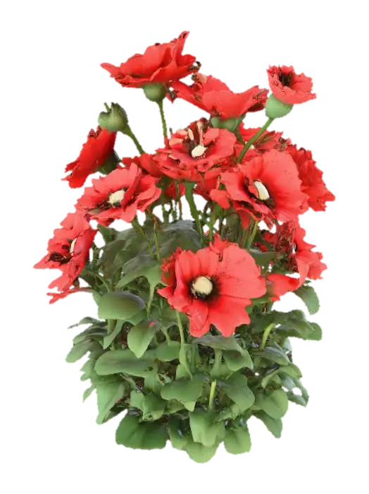 papaver somniferum shrub - Poppy 3D model, AI generated