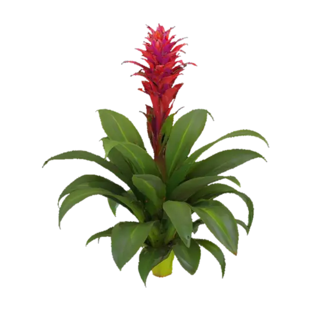 Radiant Bromeliad 3D model, vytvořený pomocí AI