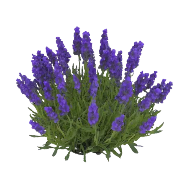 Lavender Elegance - Shrub 3D model, vytvořený pomocí AI