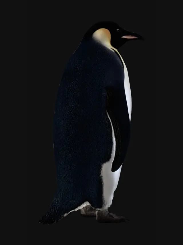 3D model for Emperor Penguin