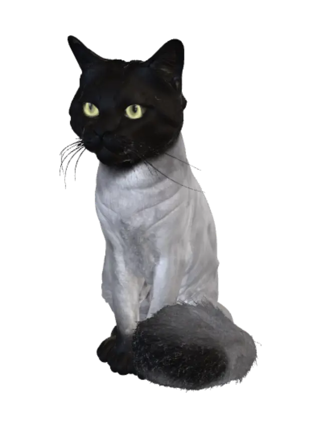 3D model for Shadow in a Silver Coat