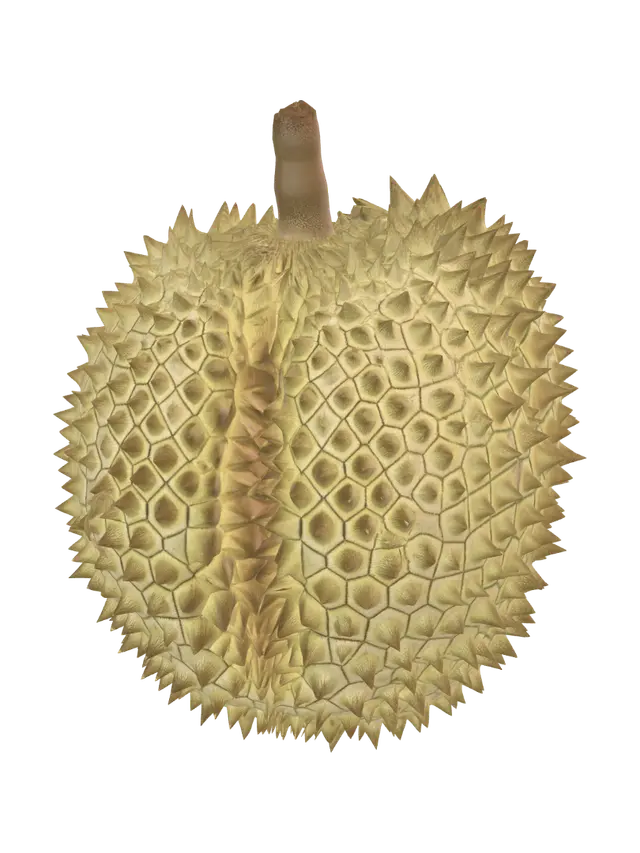 3D model for Golden Durian