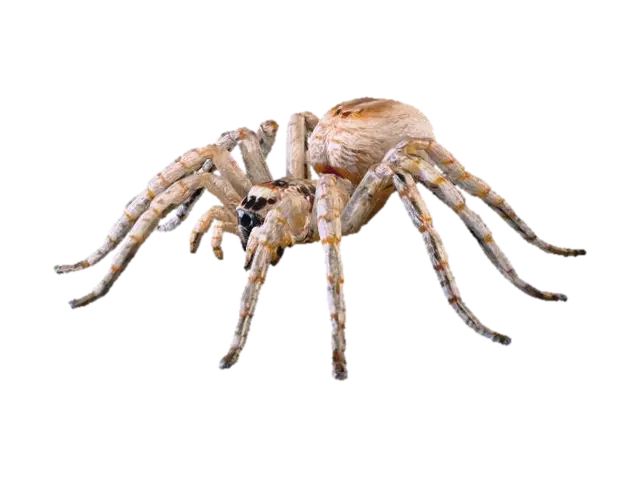 spider - Venom 3D model, vytvořený pomocí AI