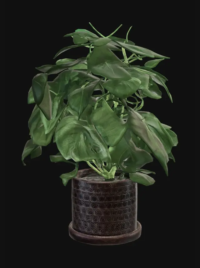 3D model for Monstera deliciosa