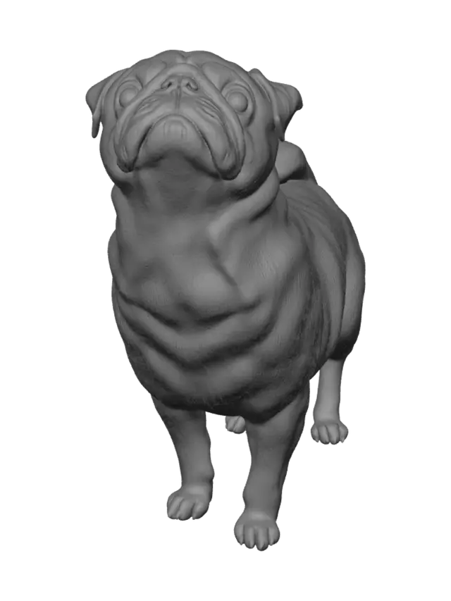 3D model for Curious Pug Stare