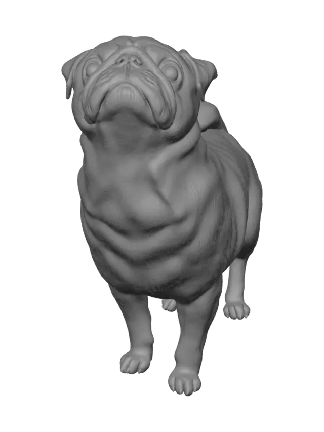 3D model for Curious Pug Stare