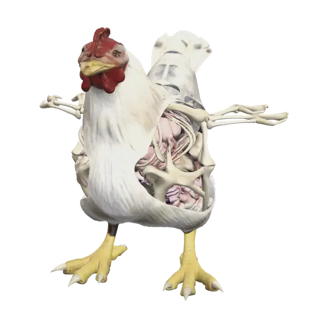 3D model for Chicken Anatomy