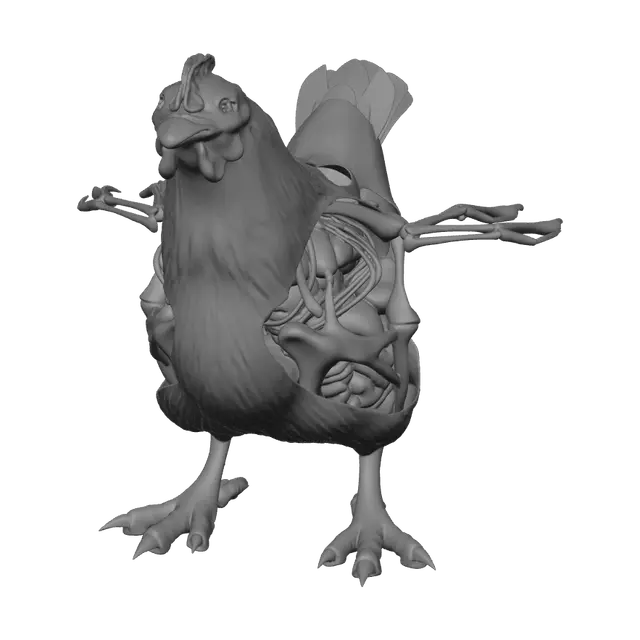 3D model for Chicken Anatomy