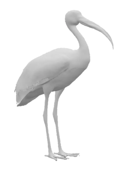 3D model for realistic ibis
