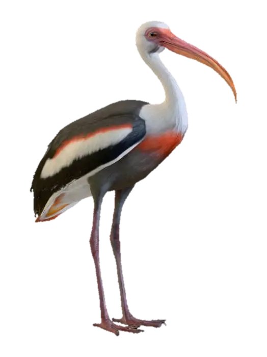 3D model for realistic ibis