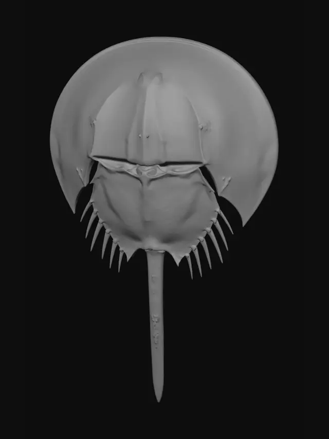 3D model for Spiked Shield on a Stem