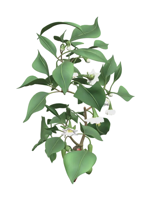 3D model for Modern Bellpepper