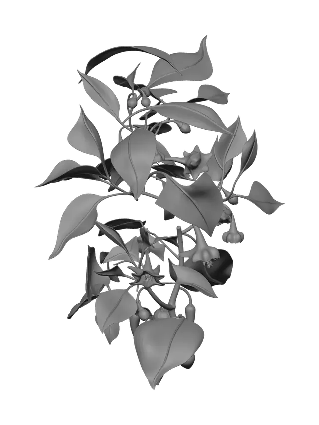 3D model for Modern Bellpepper