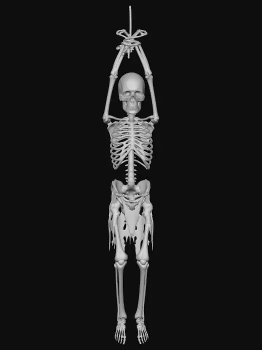 3D model for Suspended Skeleton
