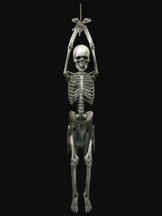 3D model for Suspended Skeleton