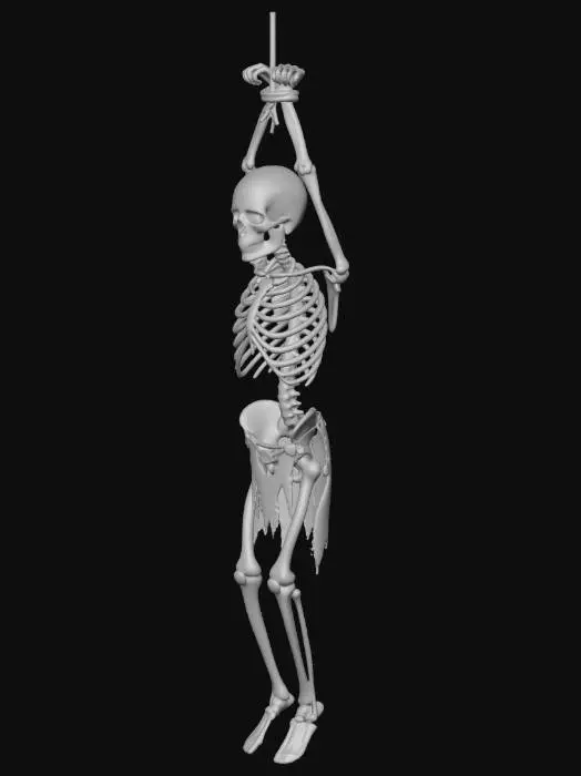 3D model for Suspended Skeleton