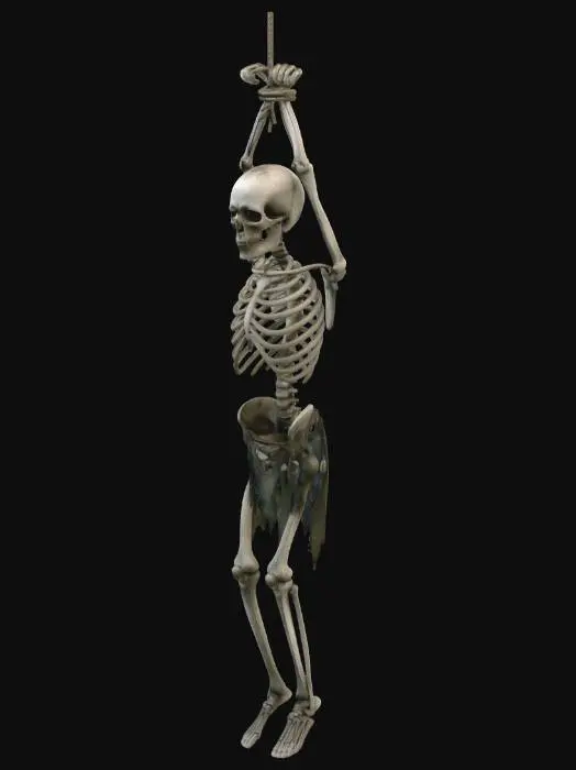 3D model for Suspended Skeleton