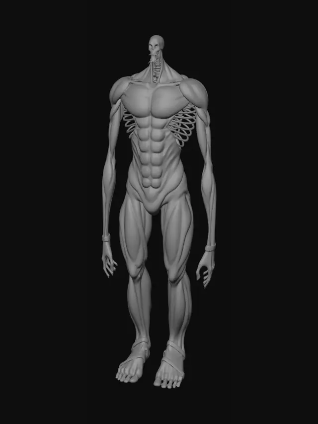 3D model for Front View of Human Muscular Anatomy