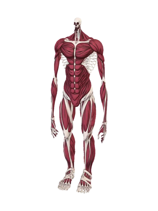 3D-модель Front View of Human Muscular Anatomy - Biceps, сгенерированная ИИ