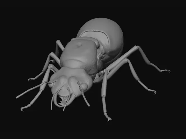 3D model for Red Fire Ant Queen