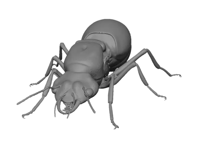 3D model for Red Fire Ant Queen