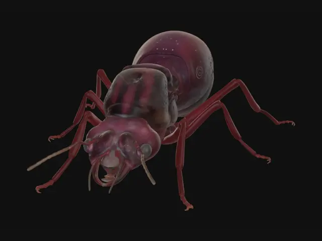 3D model for Red Fire Ant Queen