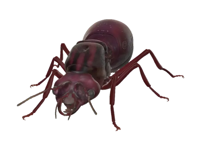 3D model for Red Fire Ant Queen