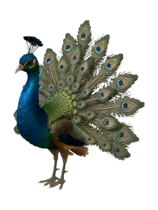 Royal Peacock 3D model, vytvořený pomocí AI