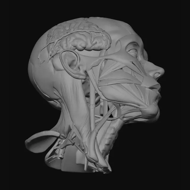 3D model for Human Head and Neck Anatomy – Musculature