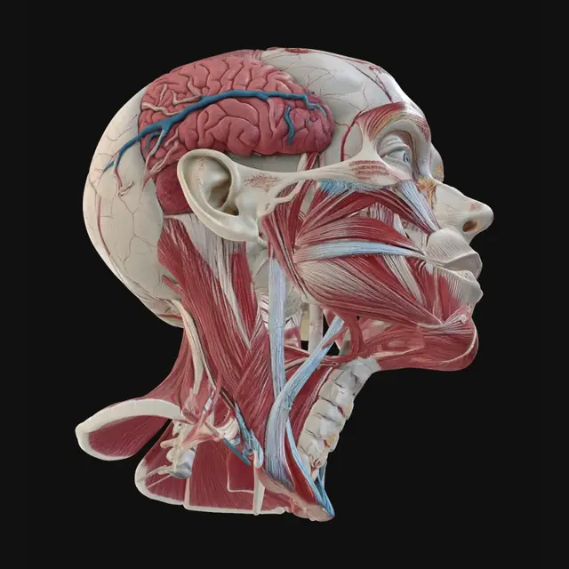 3D model for Human Head and Neck Anatomy – Musculature