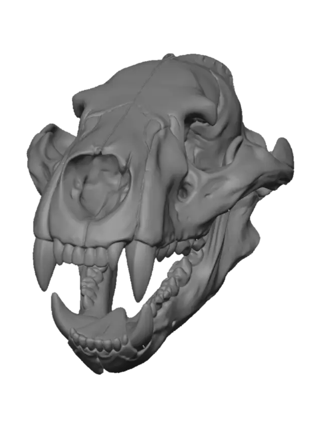 3D model for Ancient Predator Skull