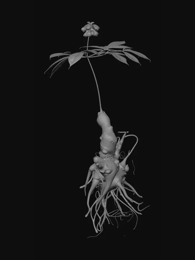 3D model for Ascendant Sapling