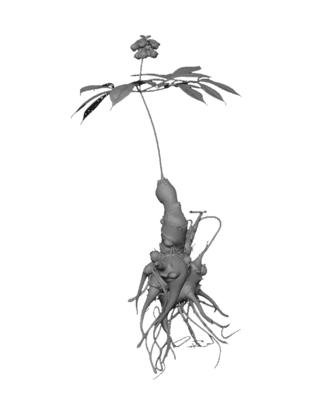 3D model for Ascendant Sapling