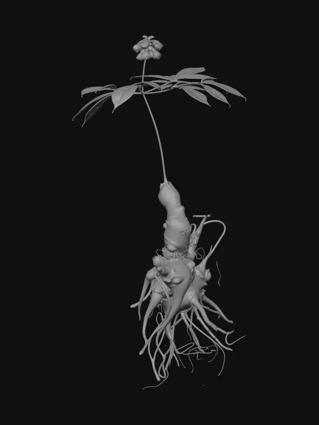 3D model for Ascendant Sapling