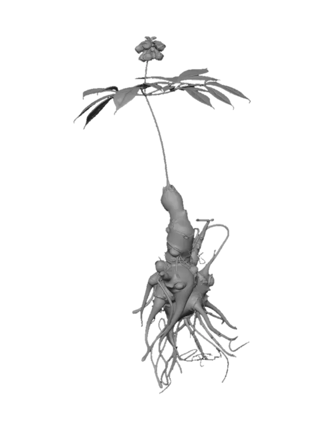 3D model for Ascendant Sapling