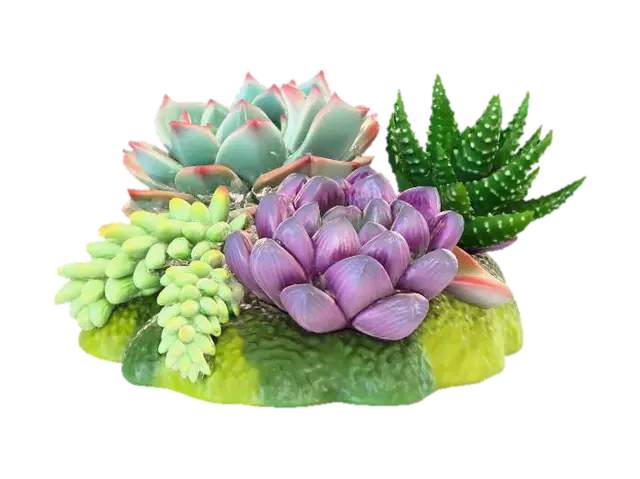 3D model for Succulent Harmony