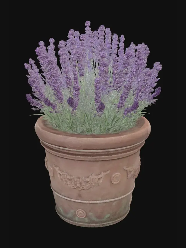 3D model for Lavender in a terracotta pot