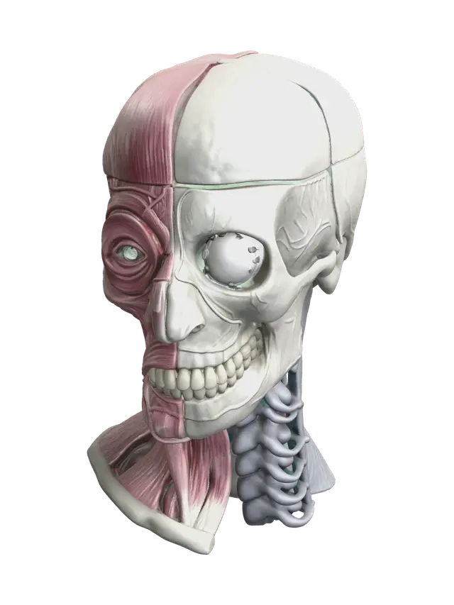 3D model for Ornate Skull Diagram