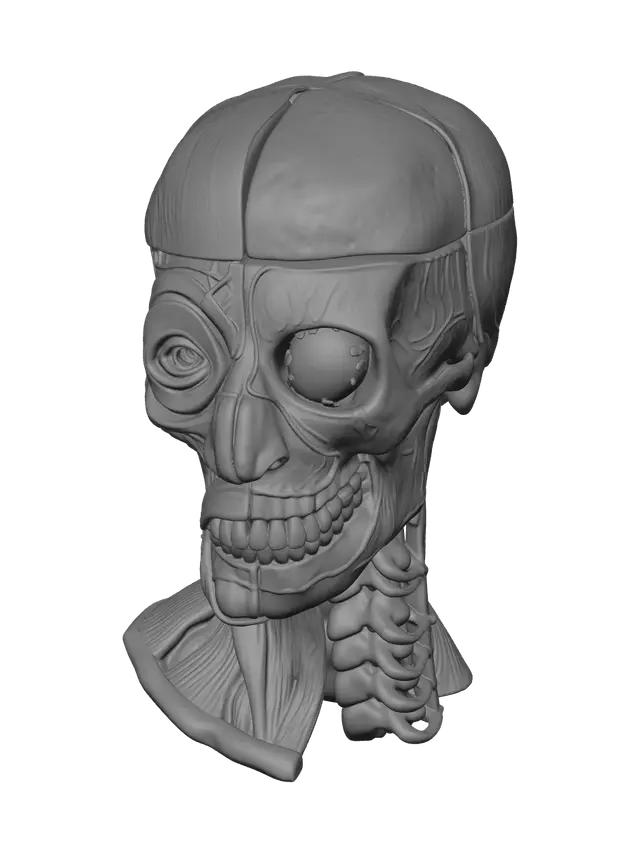 3D model for Ornate Skull Diagram