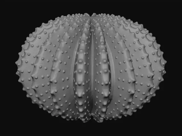 3D model for White Sea Urchin Lampshade