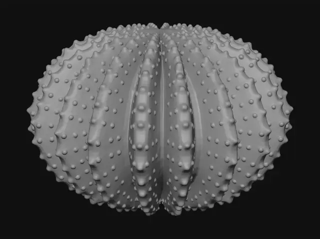 3D model for White Sea Urchin Lampshade