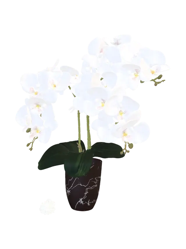 3D model for White Orchid Serenity